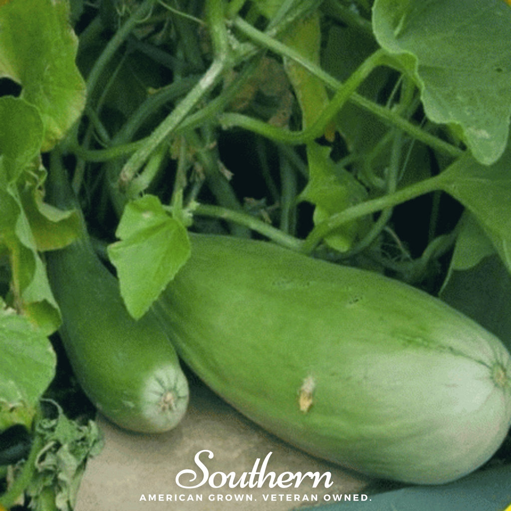 Banana Melon – 20 Seeds Southern Seeds