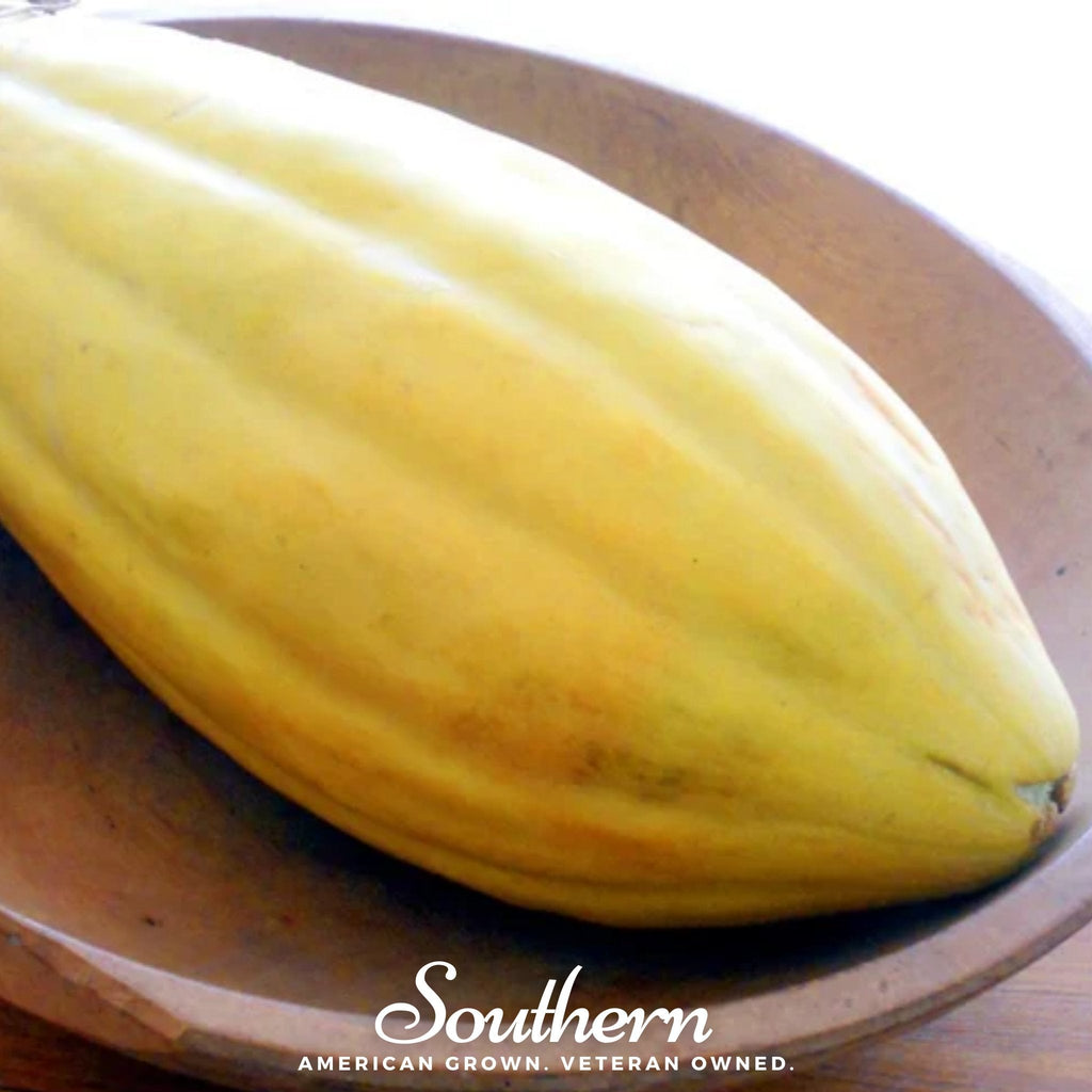 Banana Melon – 20 Seeds Southern Seeds