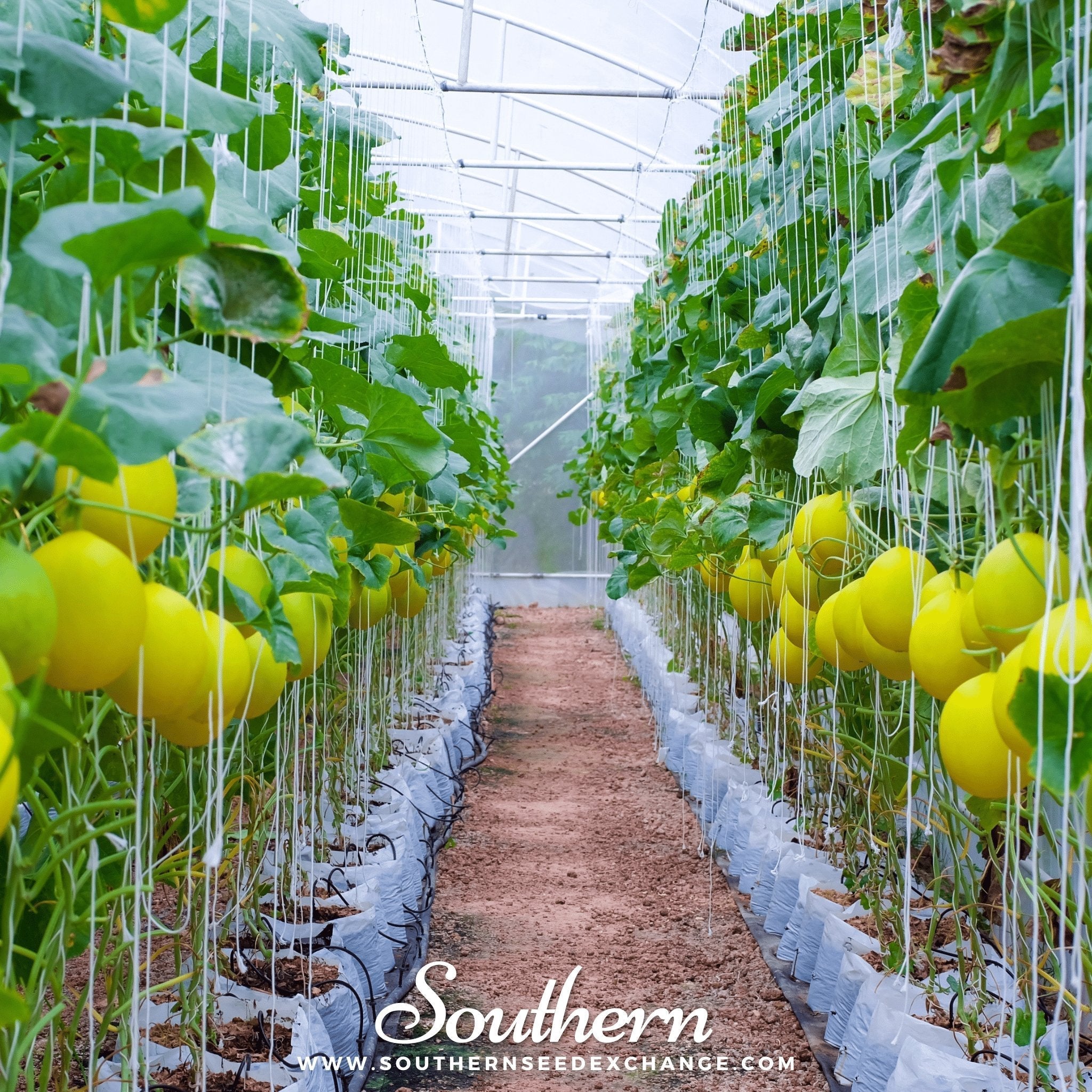Canary Melon – 25 Seeds Southern Seeds