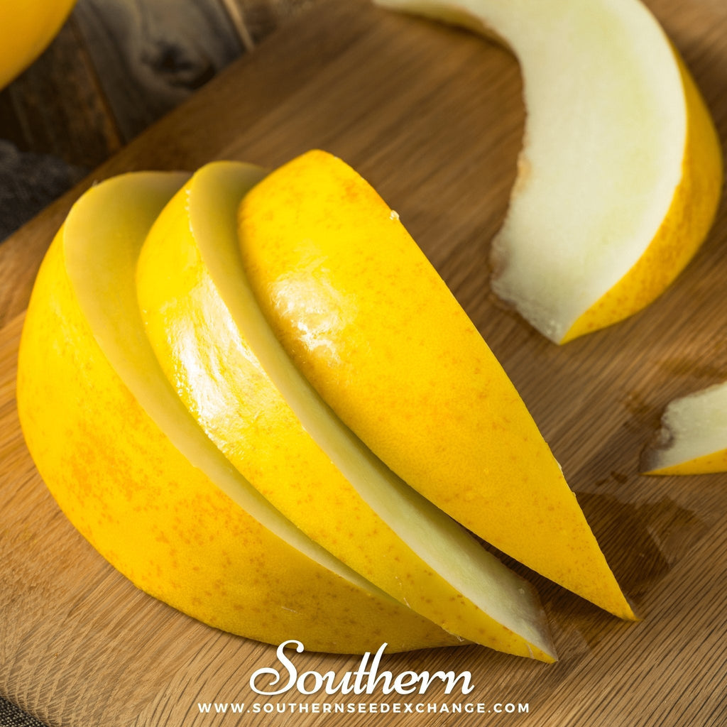 Canary Melon – 25 Seeds Southern Seeds