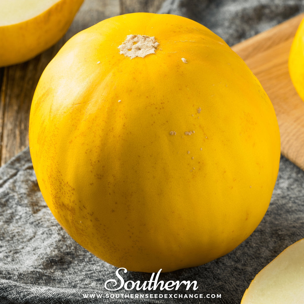 Canary Melon – 25 Seeds Southern Seeds