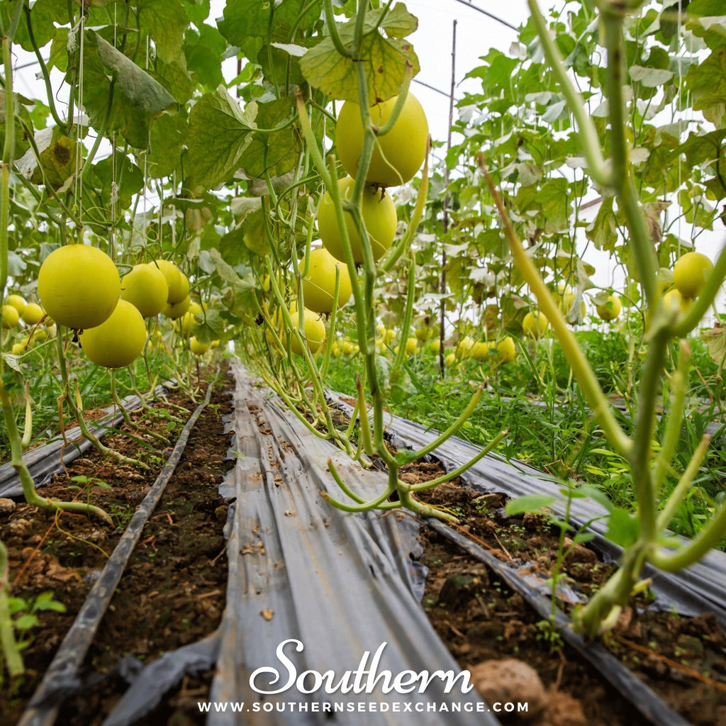 Canary Melon – 25 Seeds Southern Seeds