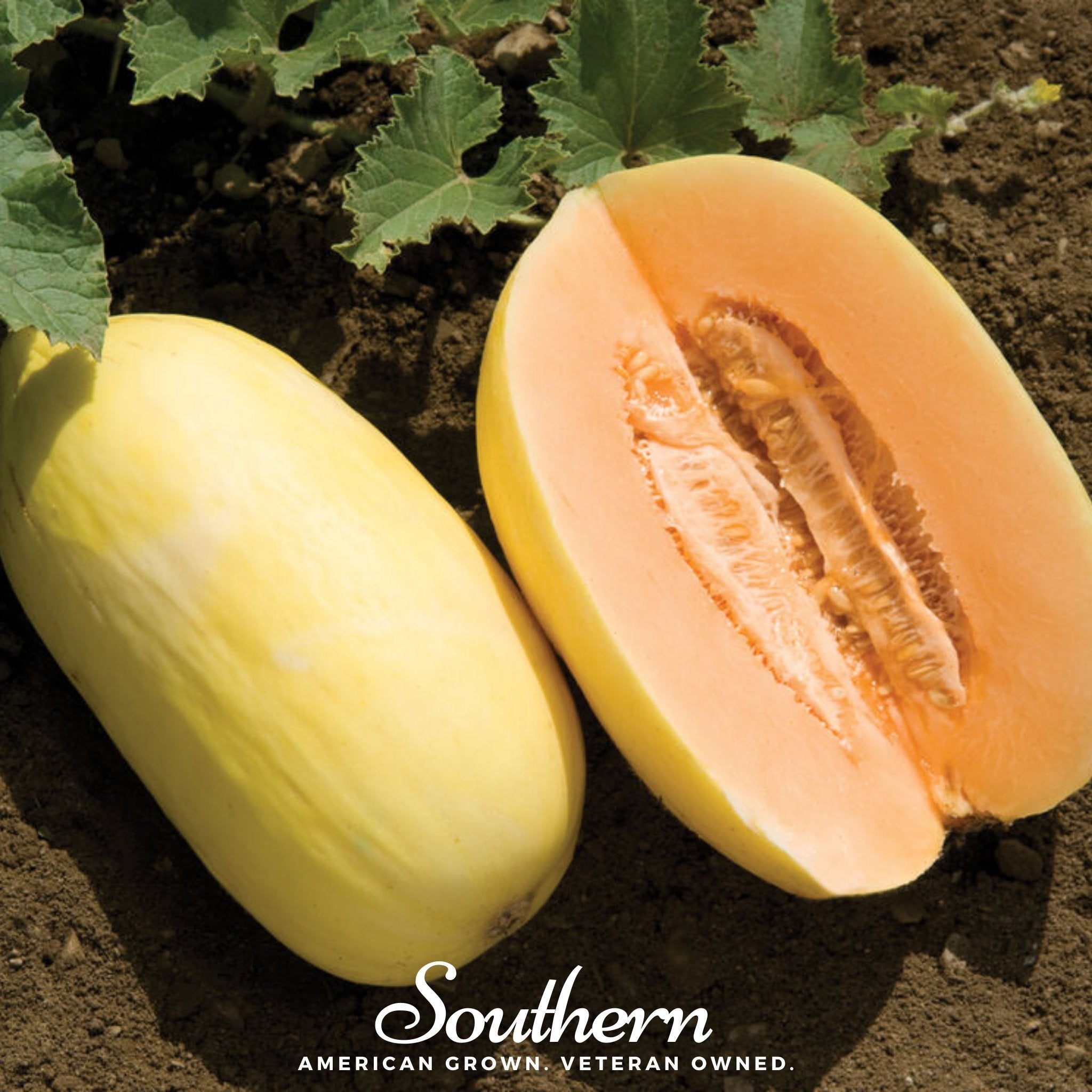 Crenshaw Melon – 20 Seeds Southern Seeds