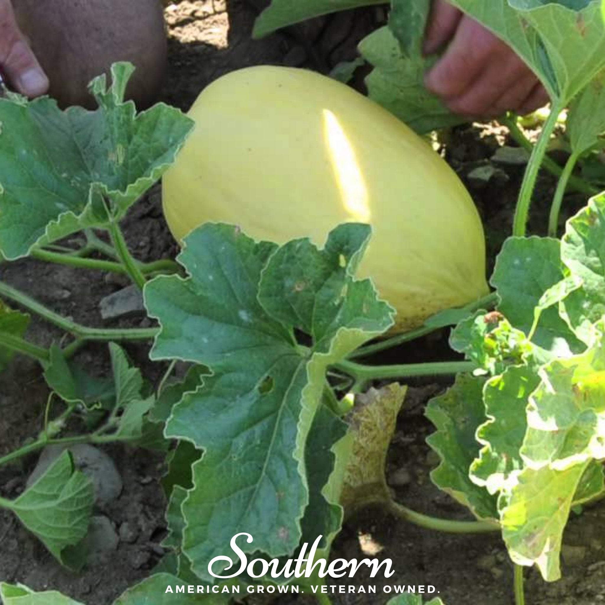 Crenshaw Melon – 20 Seeds Southern Seeds