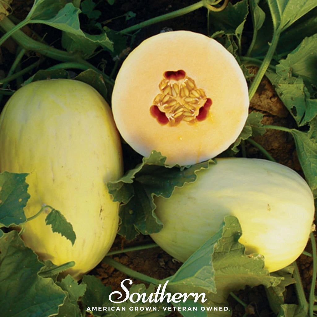 Crenshaw Melon – 20 Seeds Southern Seeds