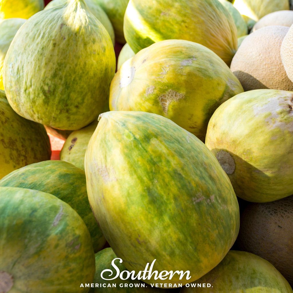 Crenshaw Melon – 20 Seeds Southern Seeds