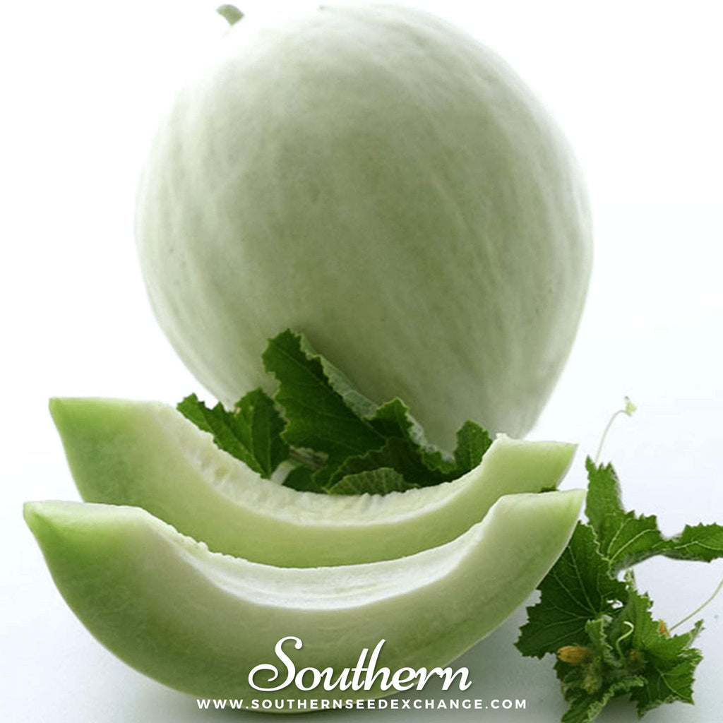 Green Flesh Honeydew Melon – 20 Seeds Southern Seeds