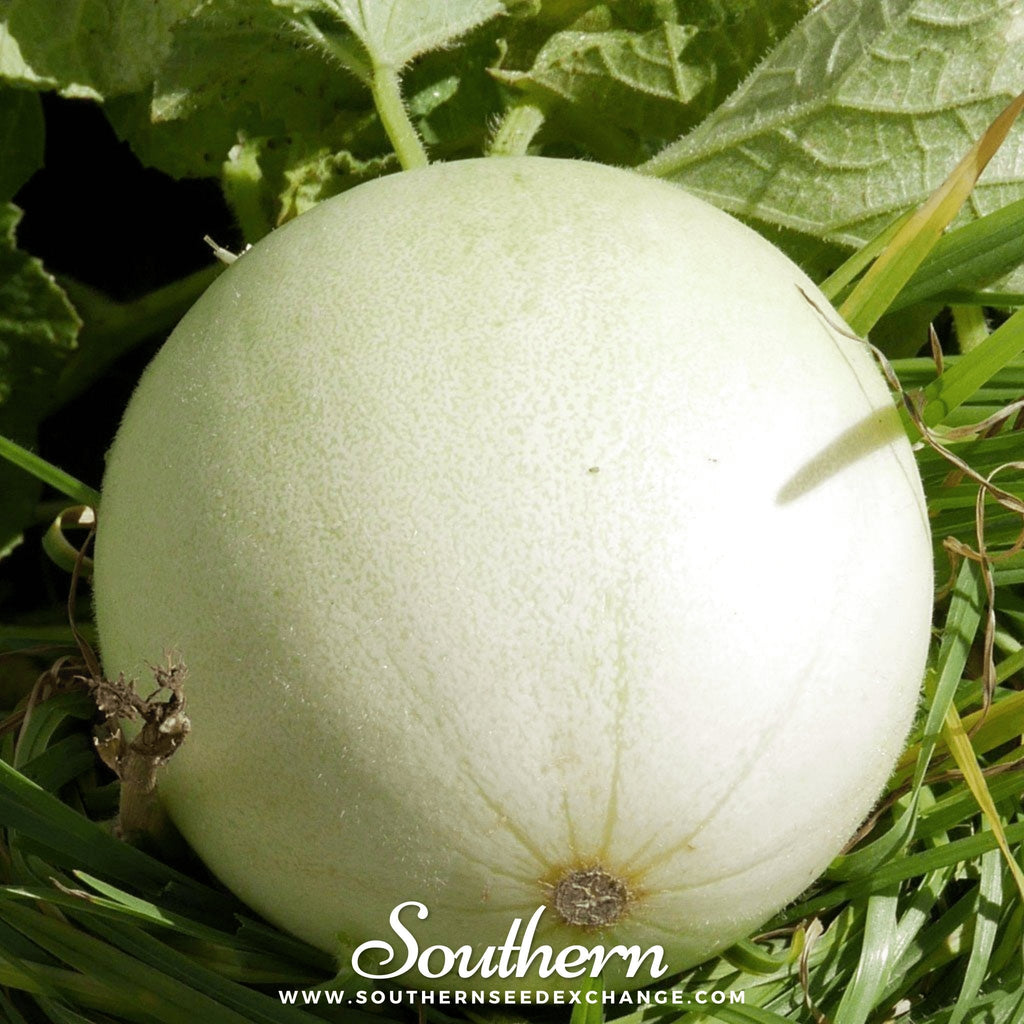 Green Flesh Honeydew Melon – 20 Seeds Southern Seeds