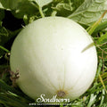 Green Flesh Honeydew Melon – 20 Seeds Southern Seeds