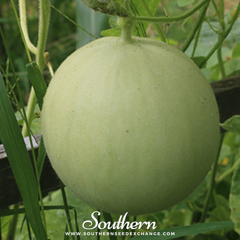 Green Flesh Honeydew Melon – 20 Seeds Southern Seeds
