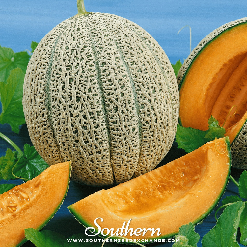 Hales Best Jumbo Cantaloupe – 50 Seeds Southern Seeds