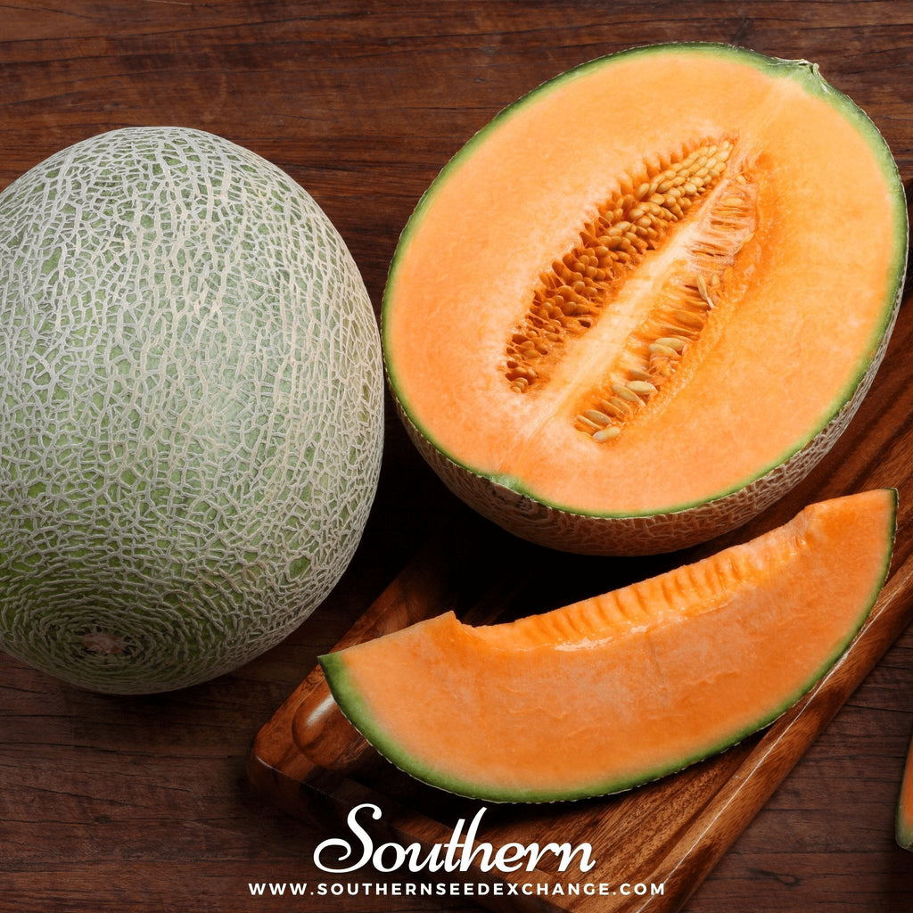 Hales Best Jumbo Cantaloupe – 50 Seeds Southern Seeds