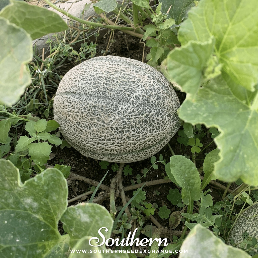 Hales Best Jumbo Cantaloupe – 50 Seeds Southern Seeds