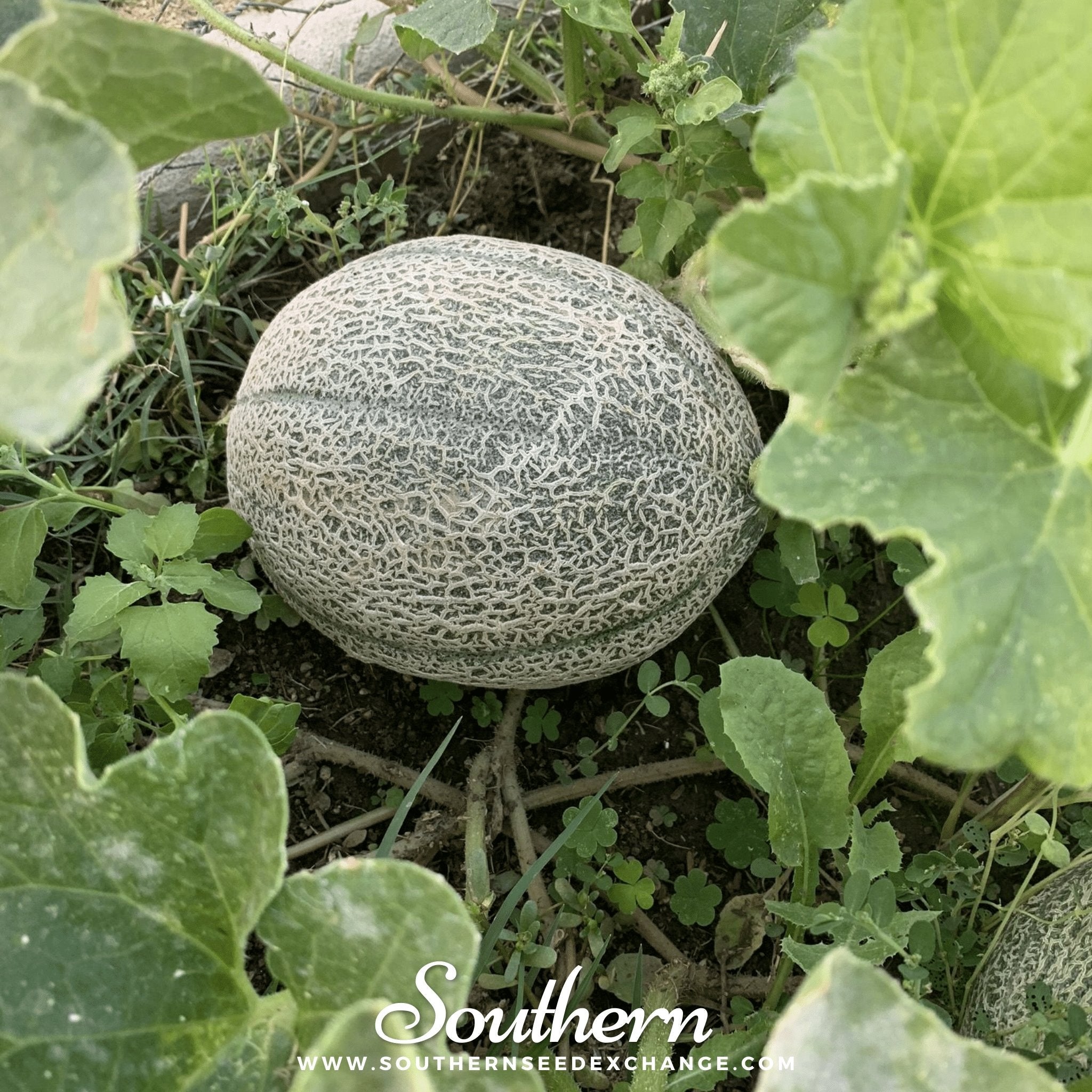 Hales Best Jumbo Cantaloupe – 50 Seeds Southern Seeds