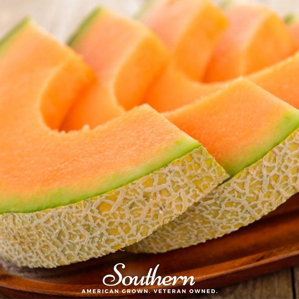 Planter’s Jumbo Melon – 50 Seeds Southern Seeds