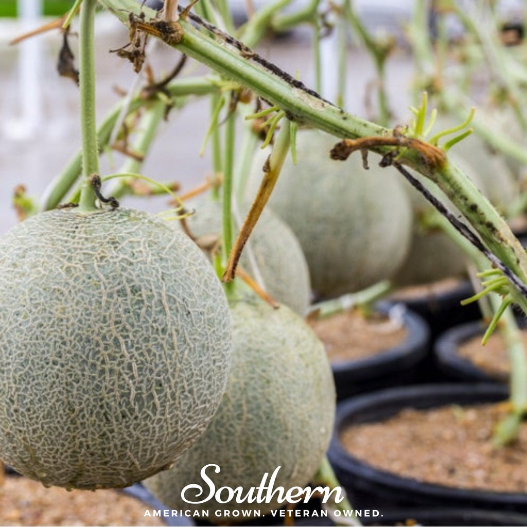 Planter’s Jumbo Melon – 50 Seeds Southern Seeds