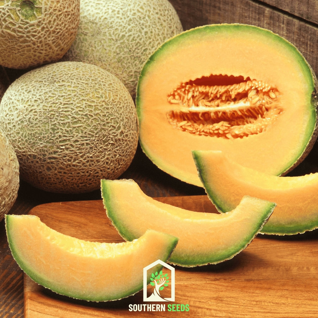 Melon Seed Collection (Watermelon • Cantaloupe • Honeydew) Southern Seeds