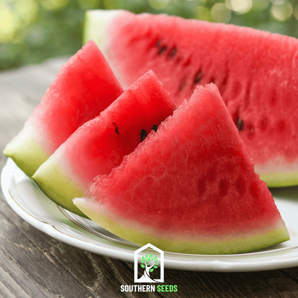 Melon Seed Collection (Watermelon • Cantaloupe • Honeydew) Southern Seeds