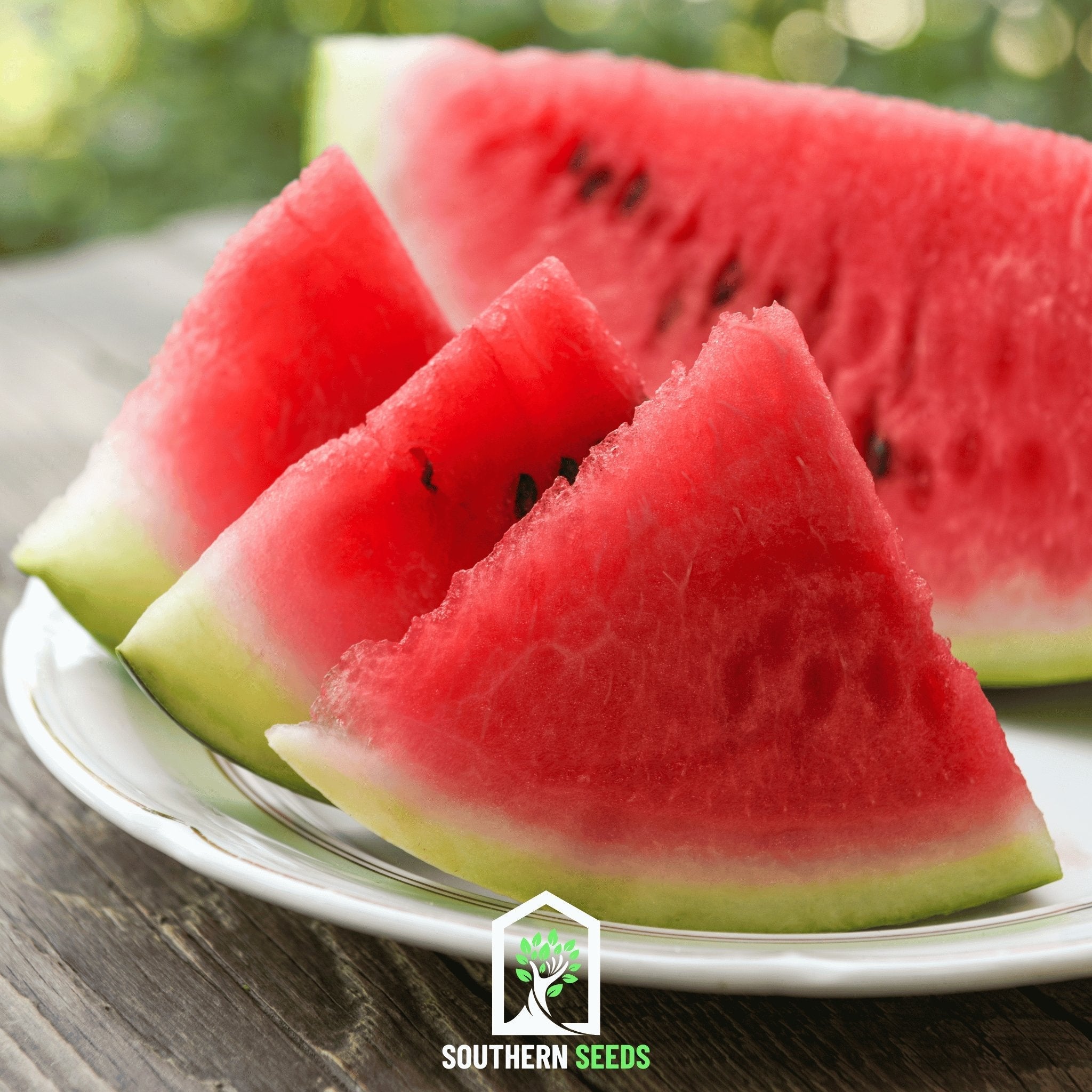 Melon Seed Collection (Watermelon • Cantaloupe • Honeydew) Southern Seeds