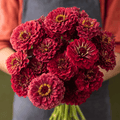Meteor Zinnia – 100 Seeds Southern Seeds