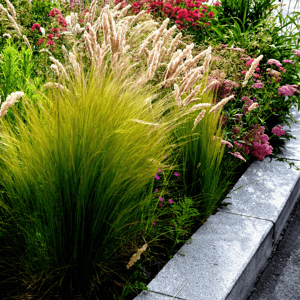 Mexican Feather Grass – 50 Seeds Southern Seeds