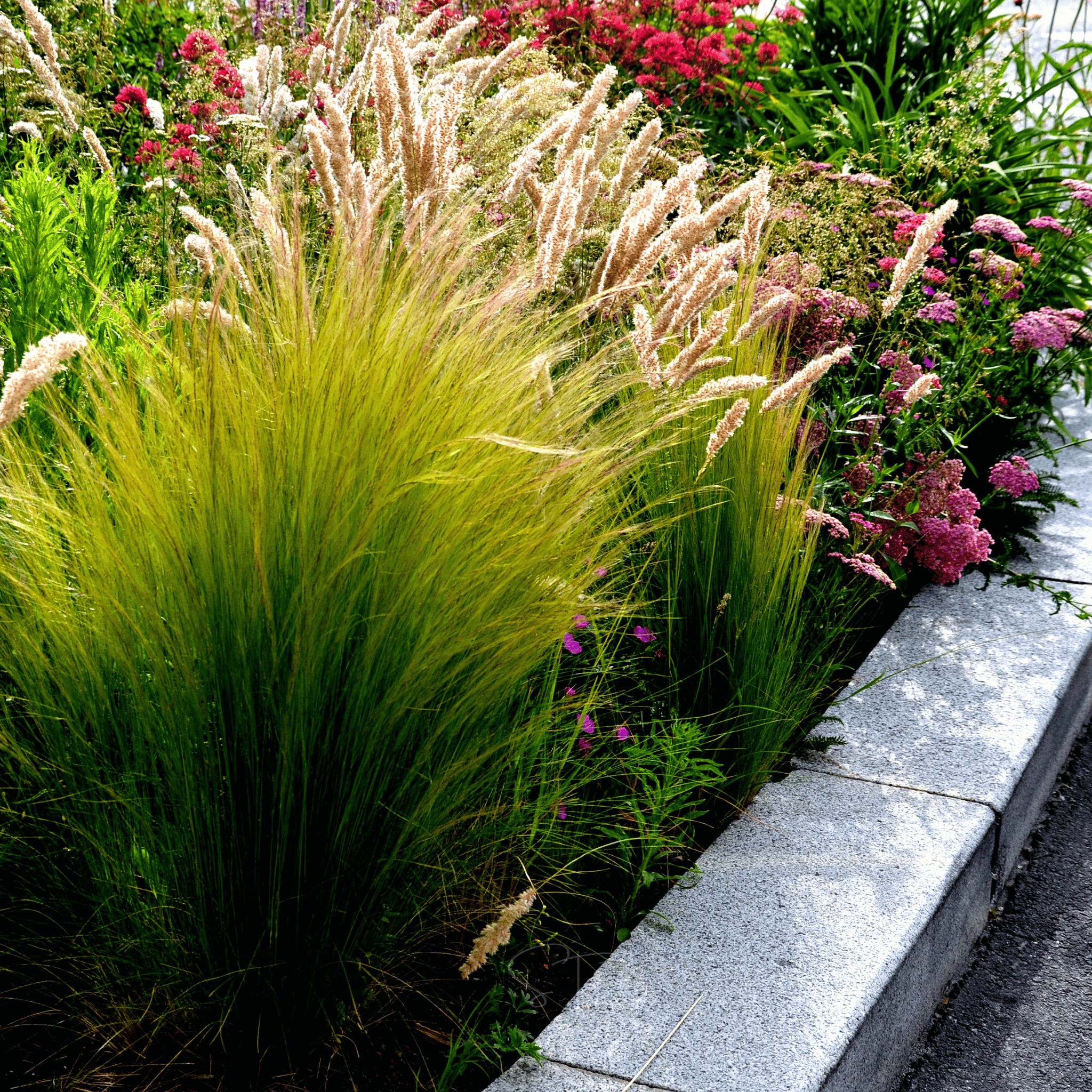 Mexican Feather Grass – 50 Seeds Southern Seeds