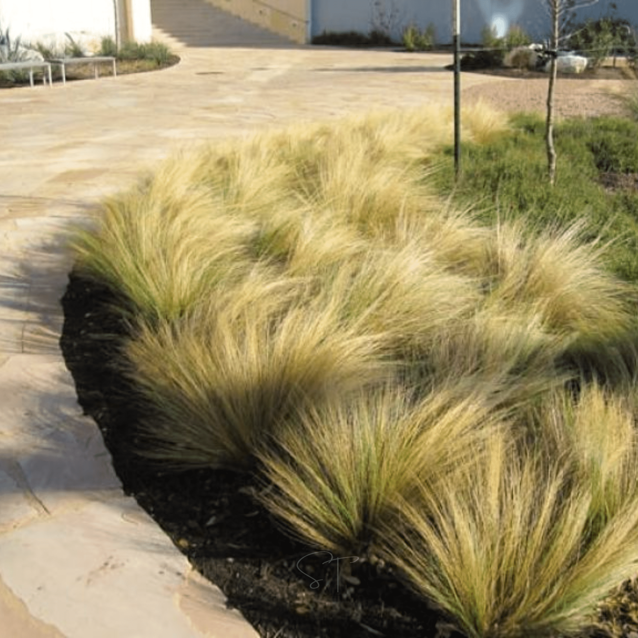 Mexican Feather Grass – 50 Seeds Southern Seeds