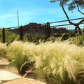 Mexican Feather Grass – 50 Seeds Southern Seeds