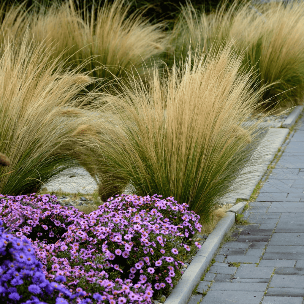 Mexican Feather Grass – 50 Seeds Southern Seeds