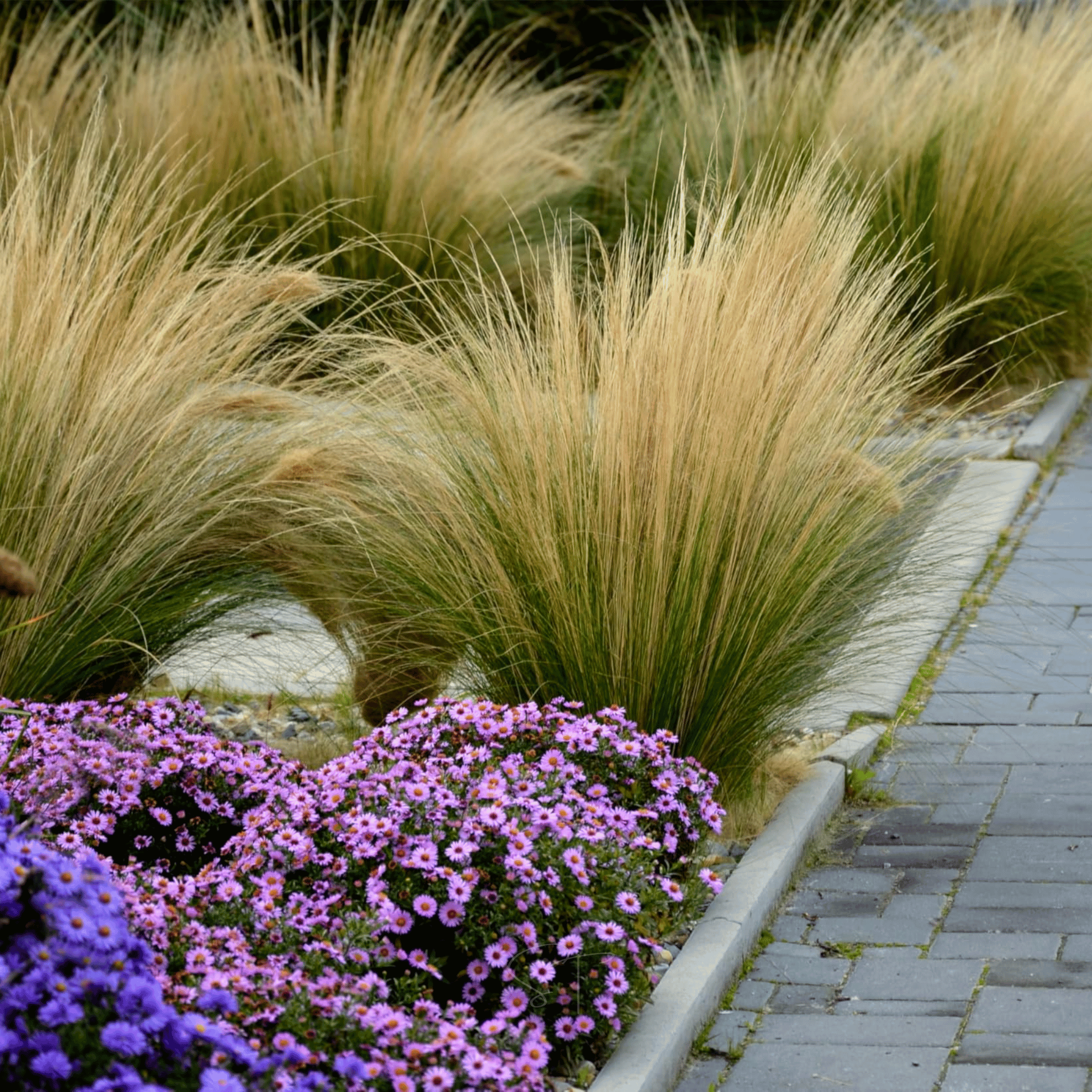 Mexican Feather Grass – 50 Seeds Southern Seeds