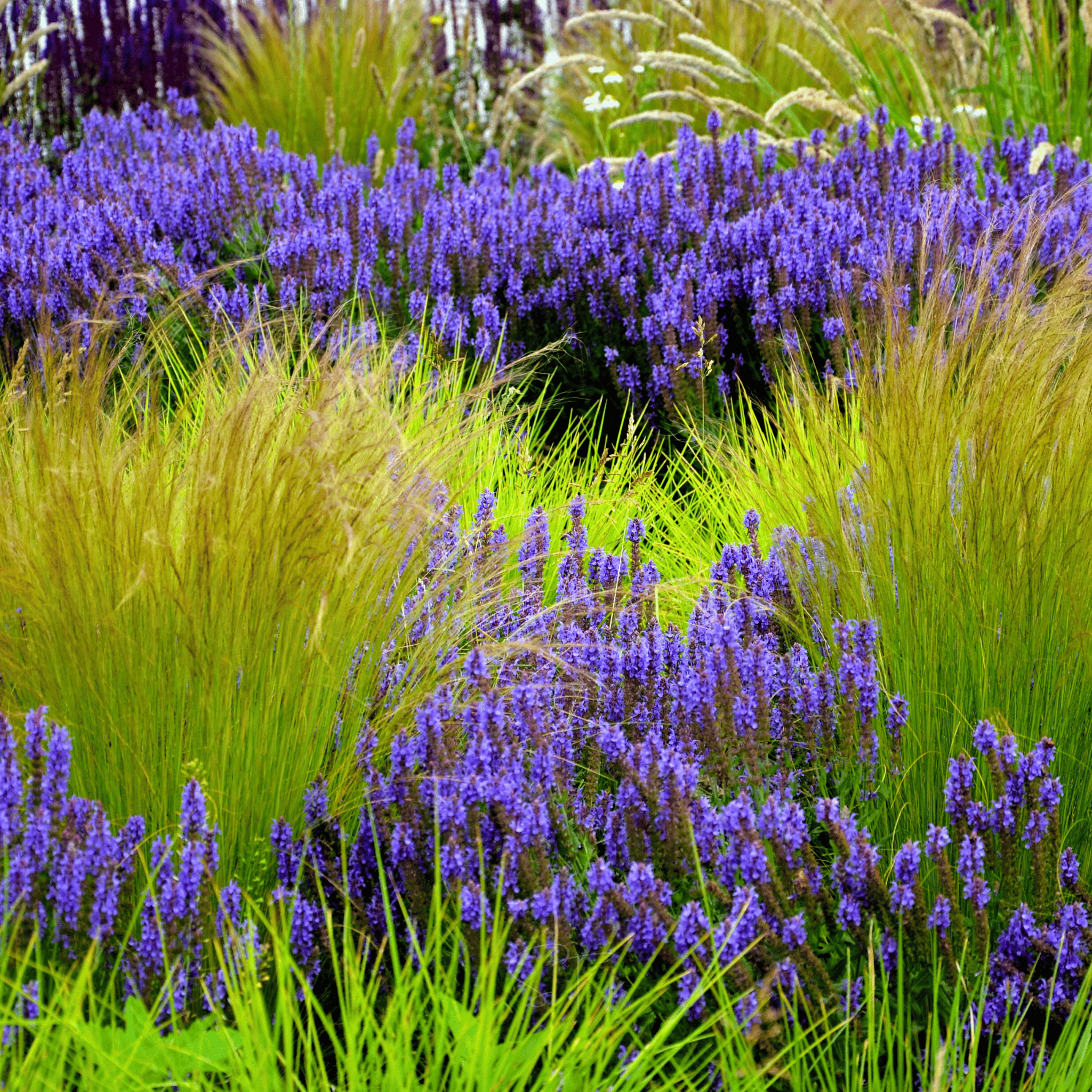 Mexican Feather Grass – 50 Seeds Southern Seeds