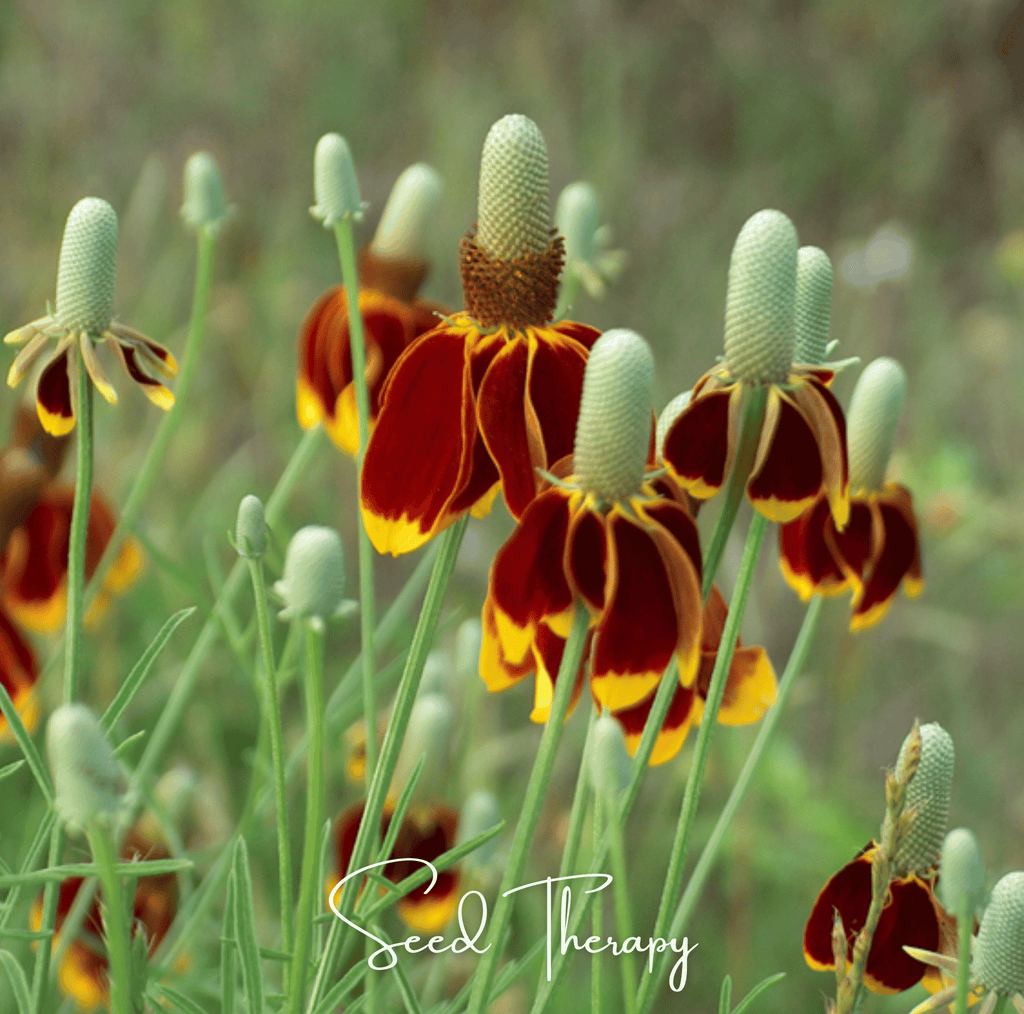 Mexican Hat – 100 Seeds Southern Seeds