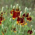 Mexican Hat – 100 Seeds Southern Seeds