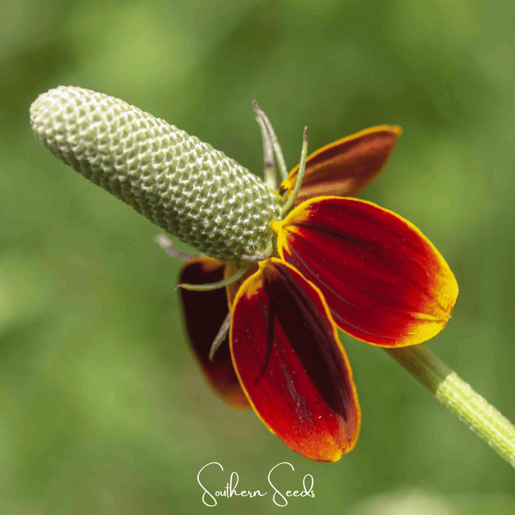 Mexican Hat – 100 Seeds Southern Seeds