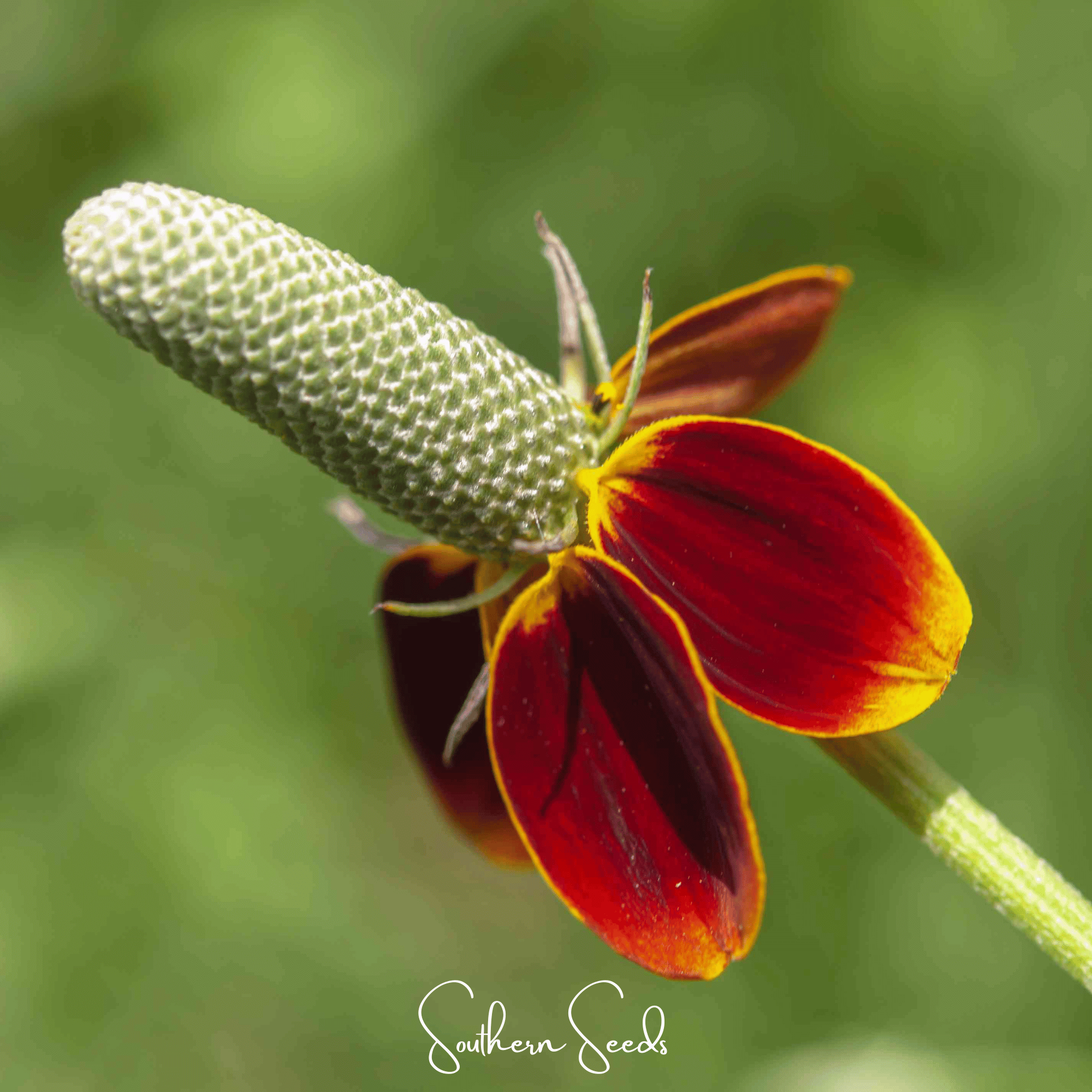 Mexican Hat – 100 Seeds Southern Seeds