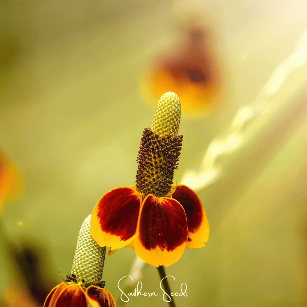 Mexican Hat – 100 Seeds Southern Seeds