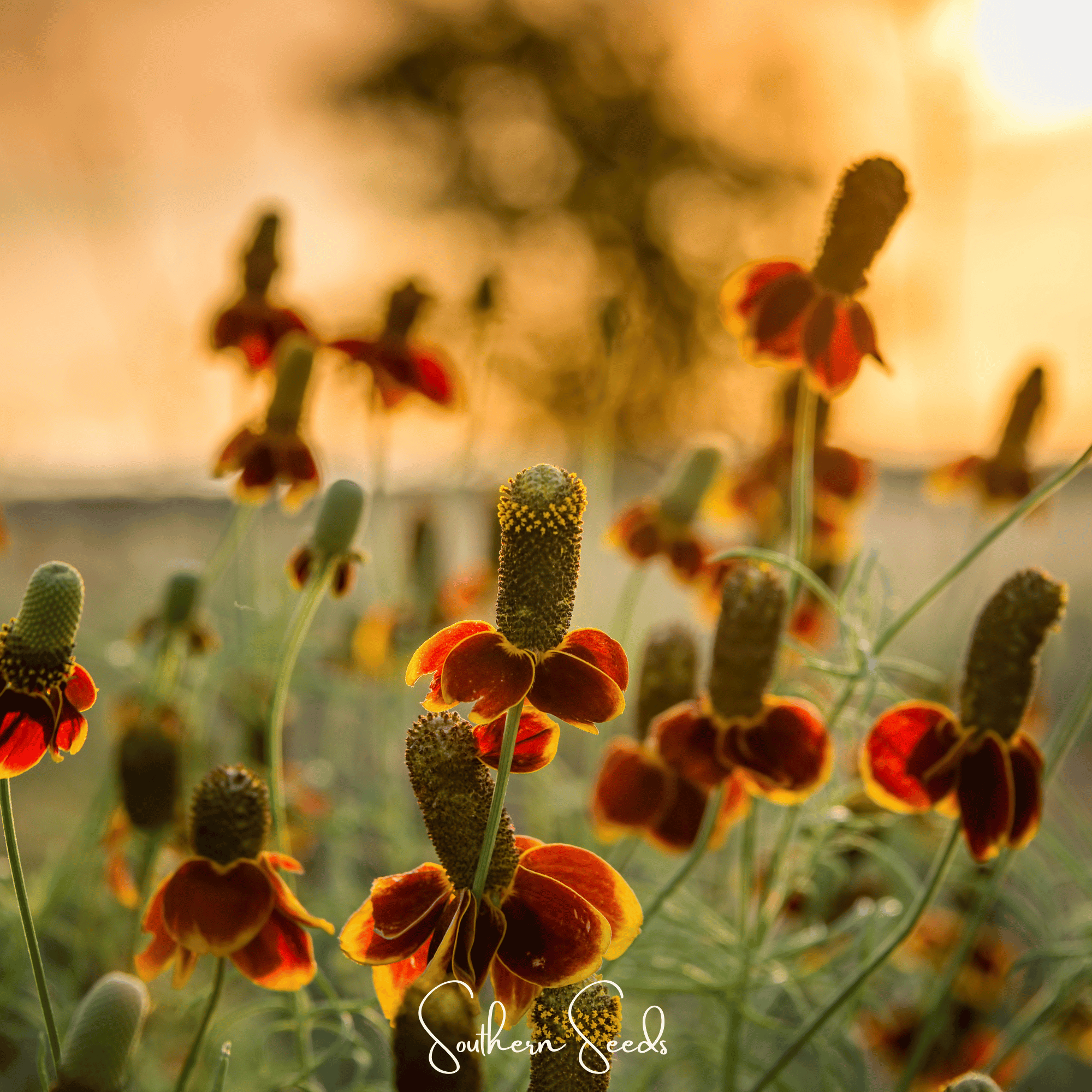 Mexican Hat – 100 Seeds Southern Seeds