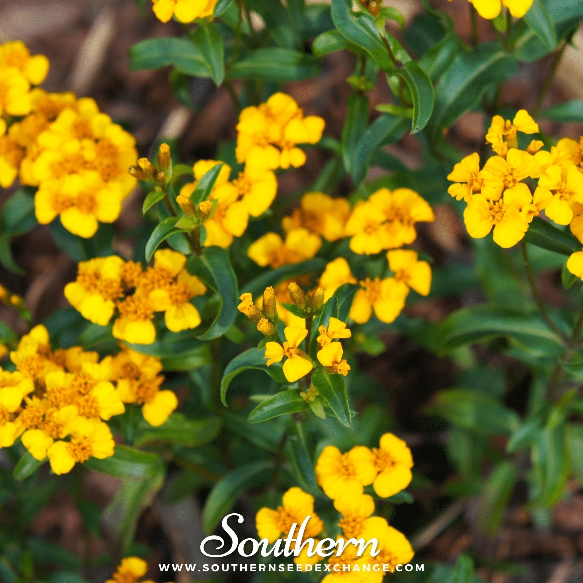 Mexican Mint, Mexican Tarragon – 50 Seeds Southern Seeds