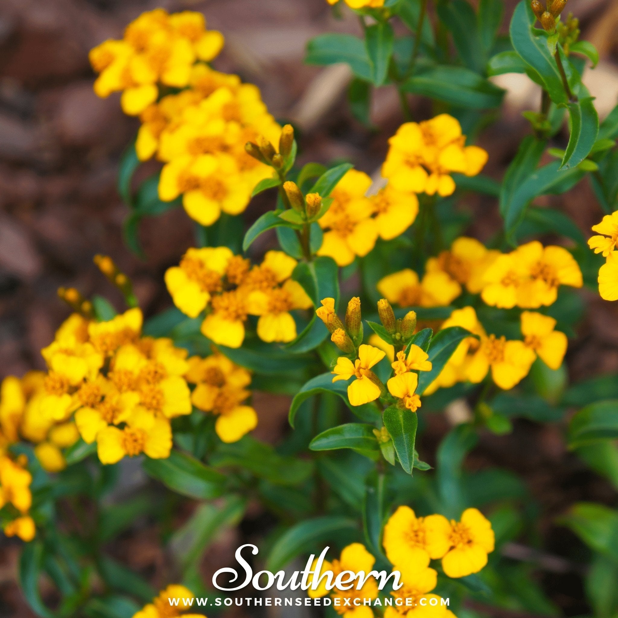 Mexican Mint, Mexican Tarragon – 50 Seeds Southern Seeds