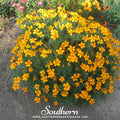 Mexican Mint, Mexican Tarragon – 50 Seeds Southern Seeds