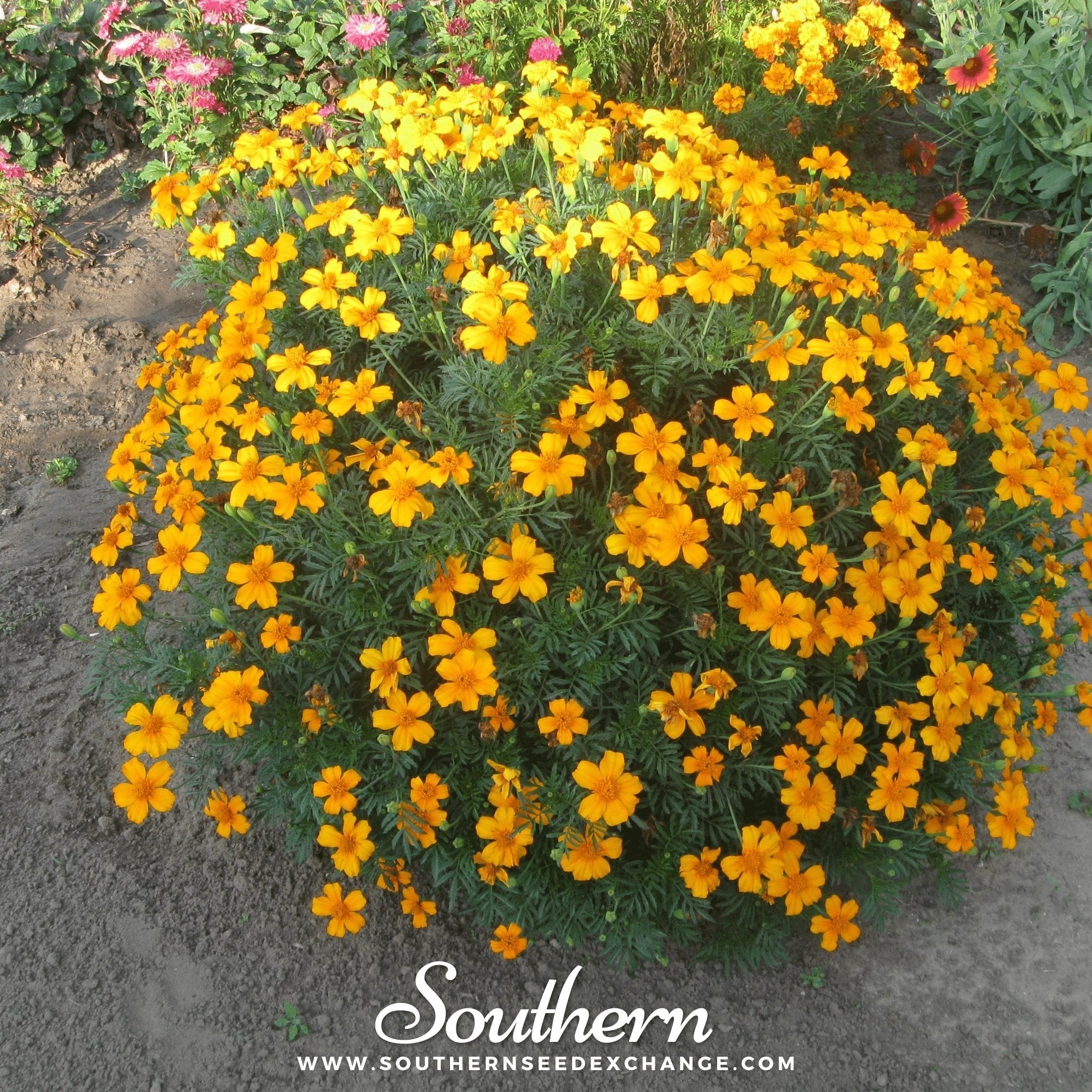 Mexican Mint, Mexican Tarragon – 50 Seeds Southern Seeds