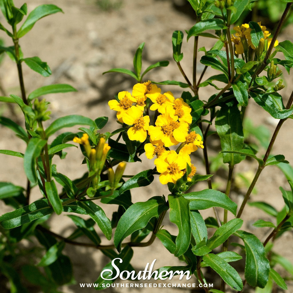 Mexican Mint, Mexican Tarragon – 50 Seeds Southern Seeds