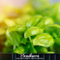 Basil Genovese Microgreen – 8 grams Southern Seeds
