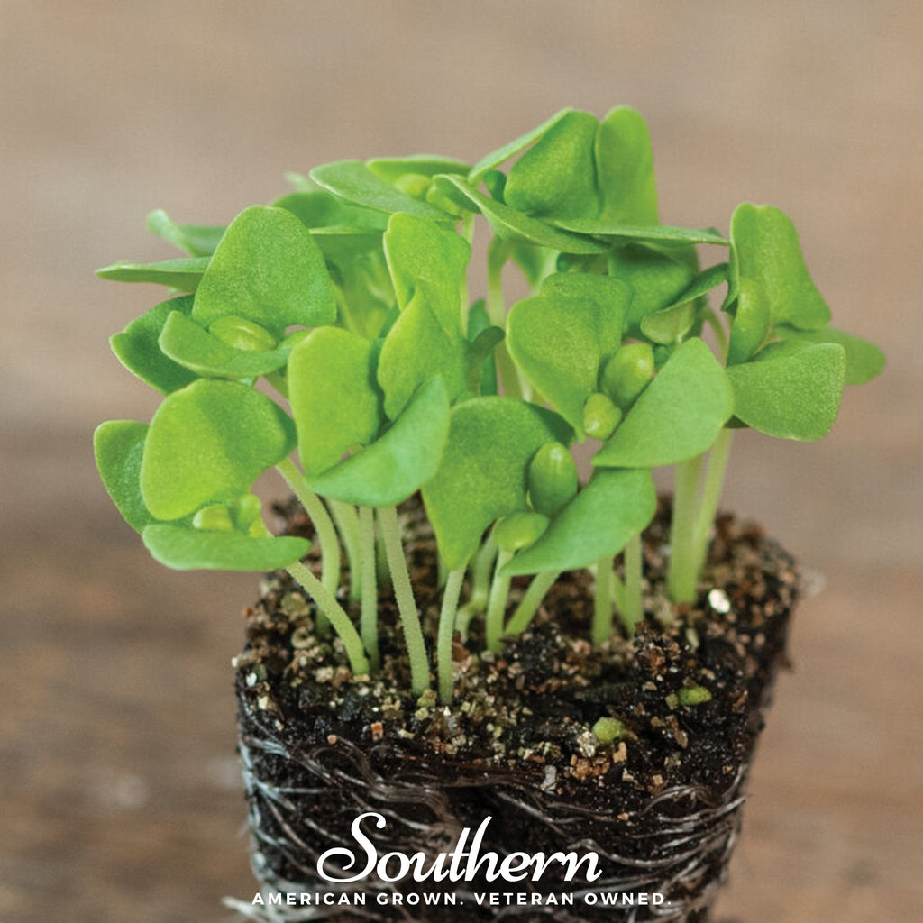 Basil Genovese Microgreen – 8 grams Southern Seeds