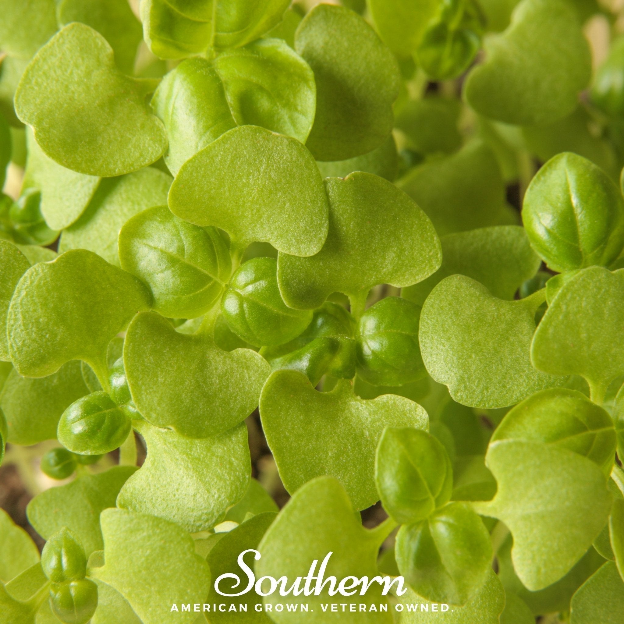 Basil Genovese Microgreen – 8 grams Southern Seeds