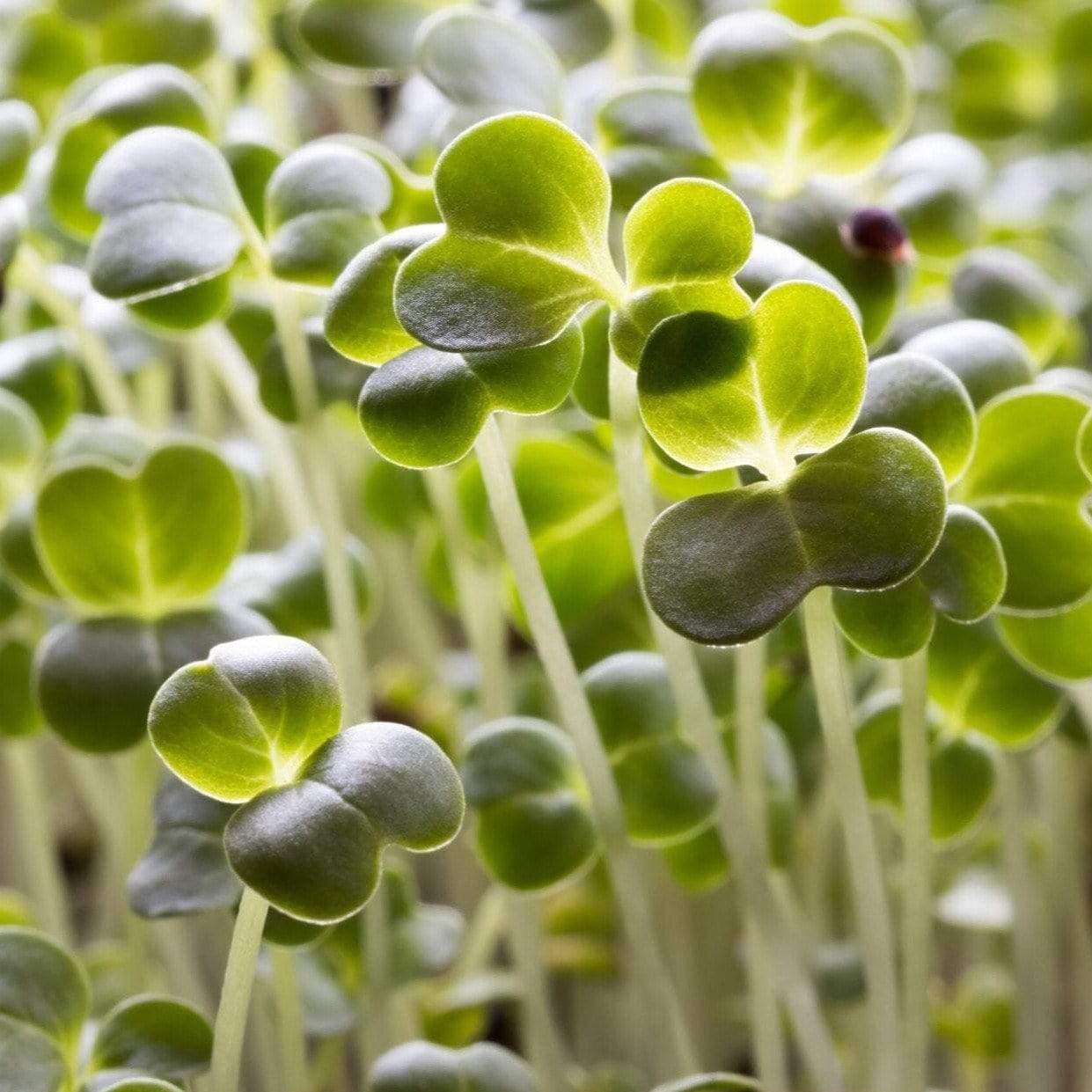 Broccoli Microgreens – 10 grams Southern Seeds