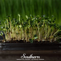 Broccoli Microgreens – 10 grams Southern Seeds