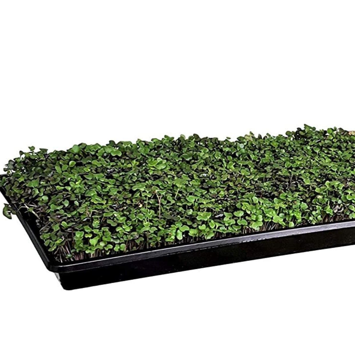 Broccoli Microgreens – 10 grams Southern Seeds