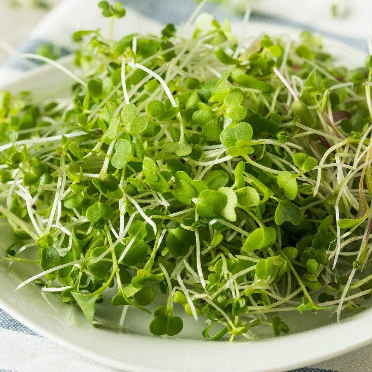 Broccoli Microgreens – 10 grams Southern Seeds