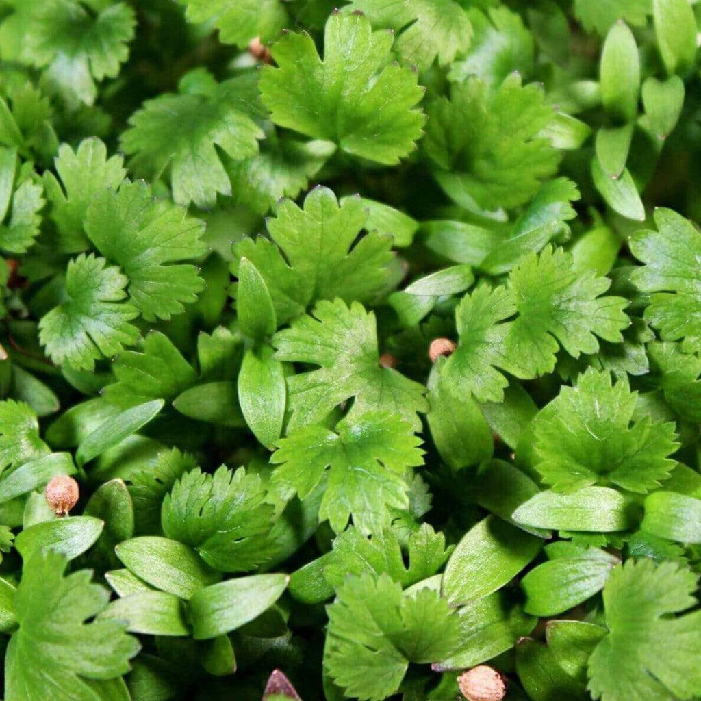 Cilantro Microgreens – 10 grams Southern Seeds